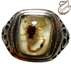 کهربا عقرب نوزاد