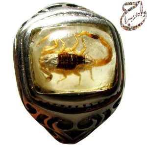 کهربا عقرب نوزاد