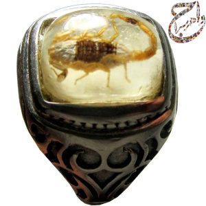 کهربا عقرب نوزاد